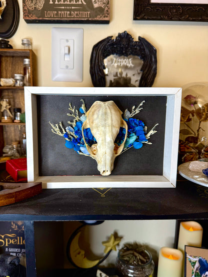 Raccoon skull frame w/ blue bouquet