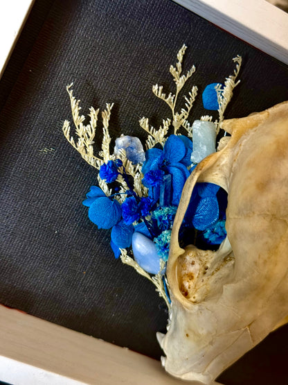 Raccoon skull frame w/ blue bouquet