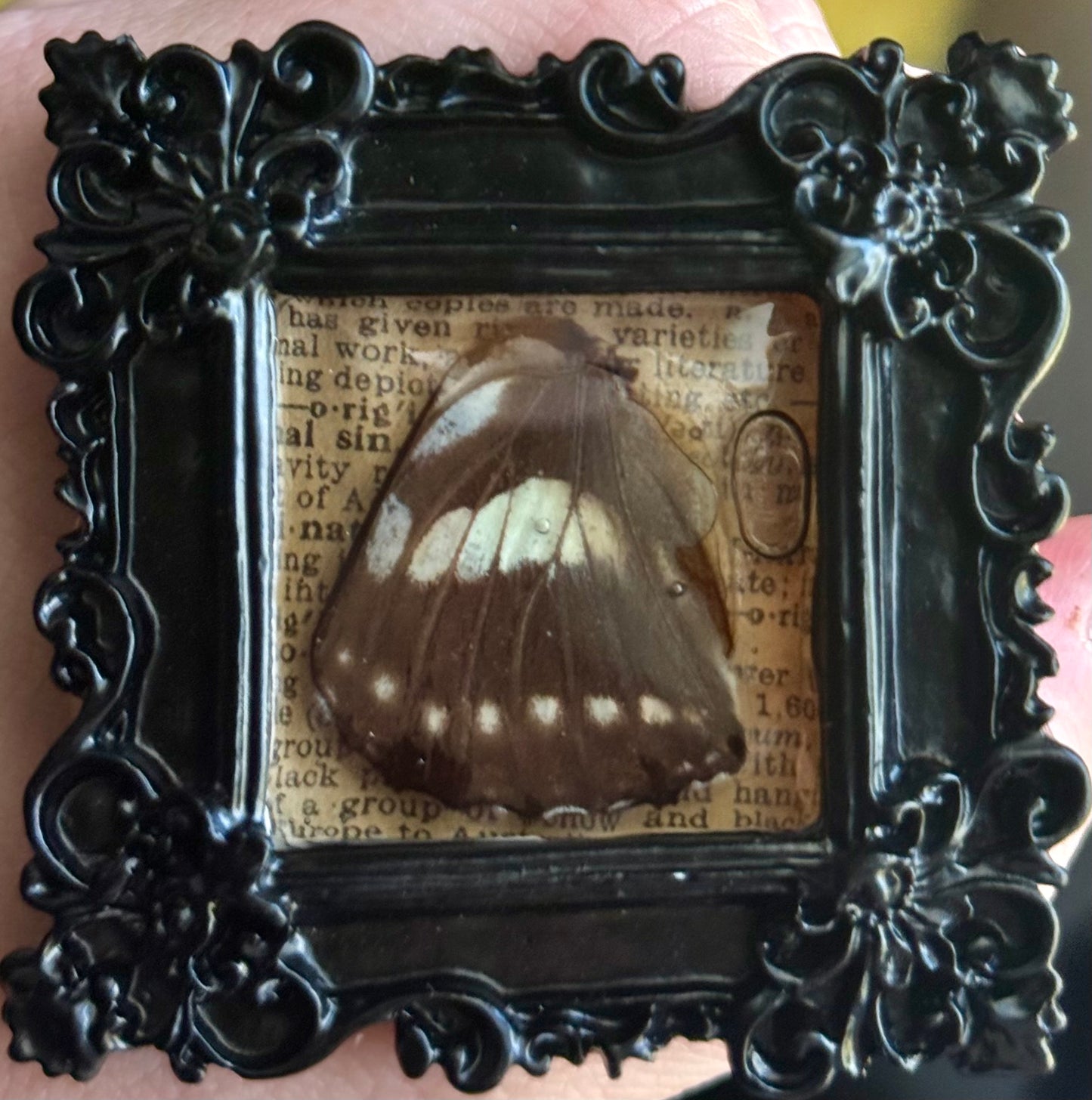 Mini Curio Frame Magnets