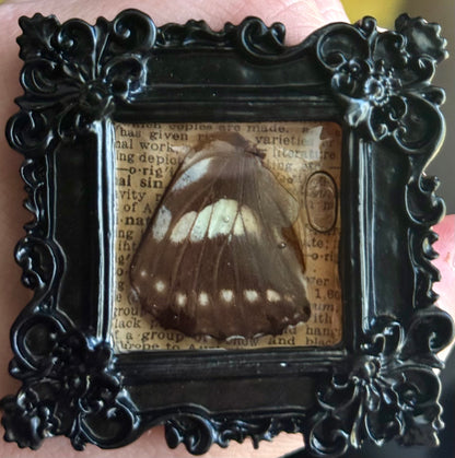 Mini Curio Frame Magnets