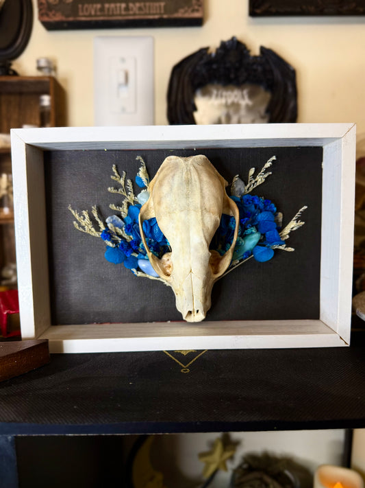 Raccoon skull frame w/ blue bouquet