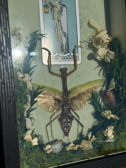 The Mantis, The Hermit