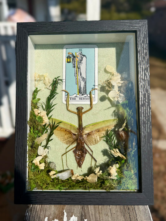 The Mantis, The Hermit